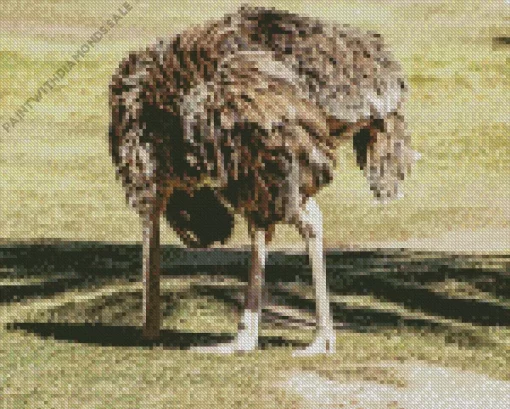 Ostrich Bury Its Head Diamond Painting