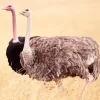 Ostrich Couple In Nature Diamond Painting