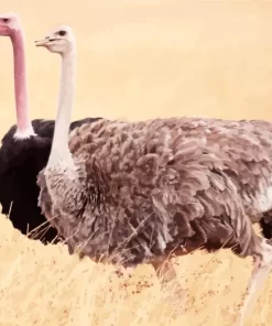 Ostrich Couple In Nature Diamond Painting