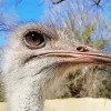 Ostrich Head Close Up Diamond Painting