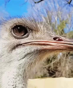 Ostrich Head Close Up Diamond Painting