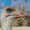 Ostrich Head Close Up Diamond Painting