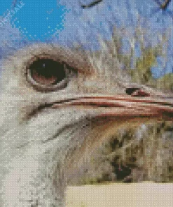 Ostrich Head Close Up Diamond Painting