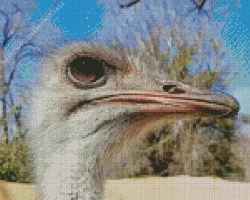 Ostrich Head Close Up Diamond Painting