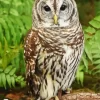 Owls Diamond Painting