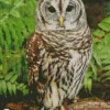 Owls Diamond Painting