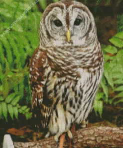 Owls Diamond Painting