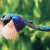 Peacock Bird Flying Diamond Painting