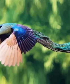 Peacock Bird Flying Diamond Painting