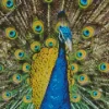 Peafowls Bird Diamond Painting