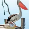 Pelican Bird Couple Diamond Painting