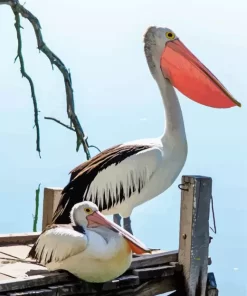 Pelican Bird Couple Diamond Painting