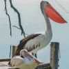 Pelican Bird Couple Diamond Painting