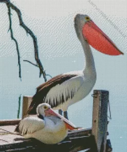 Pelican Bird Couple Diamond Painting