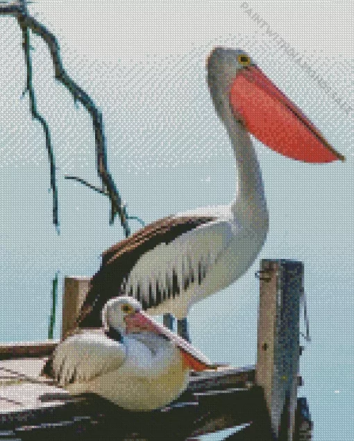 Pelican Bird Couple Diamond Painting