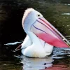 Pelican With Colorful Beak Diamond Painting