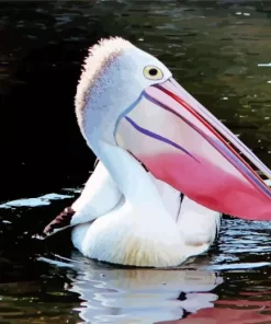 Pelican With Colorful Beak Diamond Painting