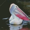 Pelican With Colorful Beak Diamond Painting