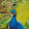 Proud Peacock Diamond Painting