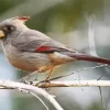 Pyrrhuloxia Bird Diamond Painting