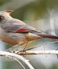 Pyrrhuloxia Bird Diamond Painting