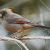 Pyrrhuloxia Bird Diamond Painting