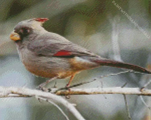 Pyrrhuloxia Bird Diamond Painting