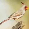 Pyrrhuloxia Cardinal Diamond Painting