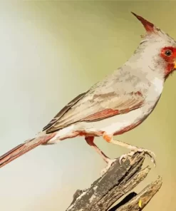 Pyrrhuloxia Cardinal Diamond Painting