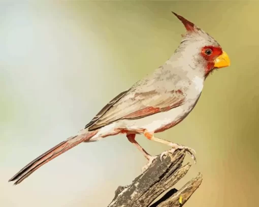 Pyrrhuloxia Cardinal Diamond Painting