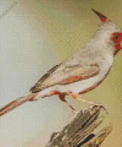 Pyrrhuloxia Cardinal Diamond Painting