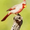 Pyrrhuloxia Cardinal Bird Diamond Painting