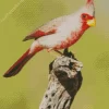 Pyrrhuloxia Cardinal Bird Diamond Painting