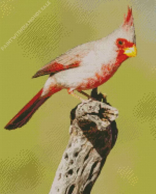 Pyrrhuloxia Cardinal Bird Diamond Painting