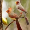 Pyrrhuloxia Cardinal Birds Diamond Painting