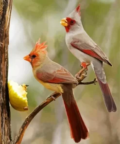 Pyrrhuloxia Cardinal Birds Diamond Painting