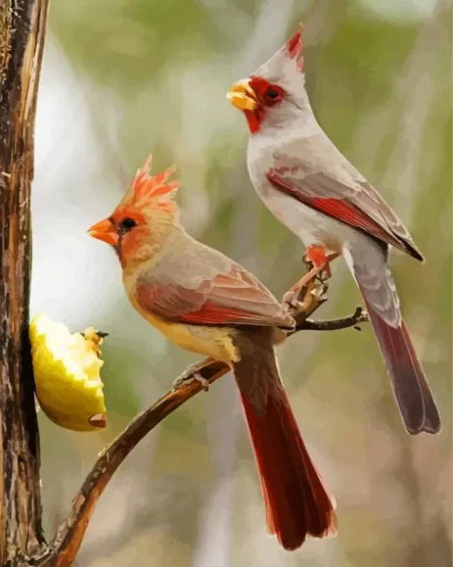 Pyrrhuloxia Cardinal Birds Diamond Painting