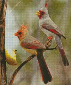 Pyrrhuloxia Cardinal Bird Couple Diamond Painting