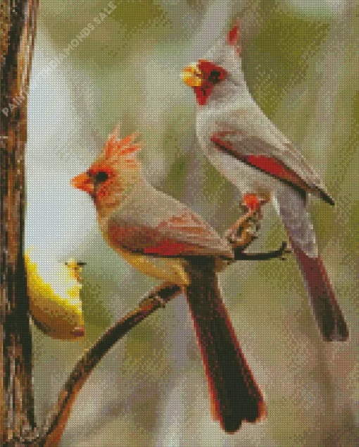 Pyrrhuloxia Cardinal Bird Couple Diamond Painting