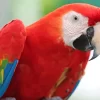 Red Macaw Diamond Painting