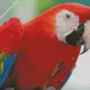 Red Macaw Diamond Painting