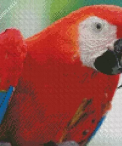 Red Macaw Diamond Painting