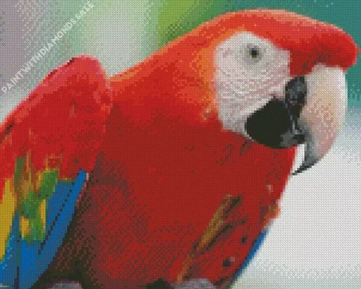 Red Macaw Diamond Painting