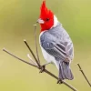 Red Crested Cardinal On A Branch Diamond Painting