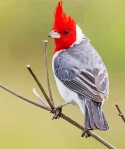 Red Crested Cardinal On A Branch Diamond Painting