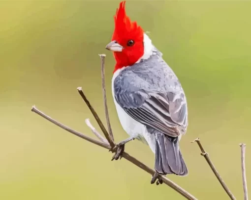 Red Crested Cardinal On A Branch Diamond Painting