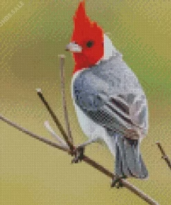 Red Crested Cardinal On A Branch Diamond Painting