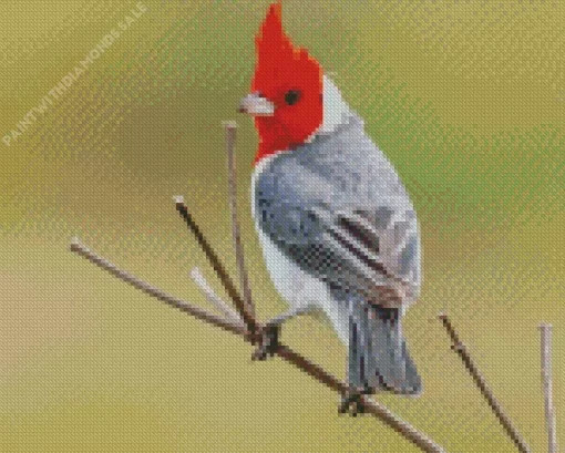 Red Crested Cardinal On A Branch Diamond Painting