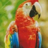 Scarlet Macaw Bird Diamond Painting