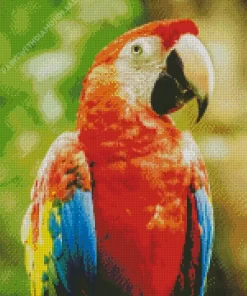 Scarlet Macaw Bird Diamond Painting